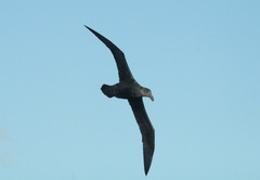 Macronectes giganteus