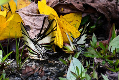 Protesilaus telesilaus