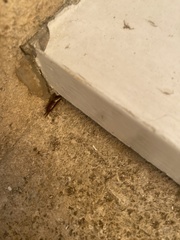 Forficula auricularia