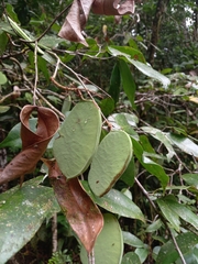 Macrolobium bifolium