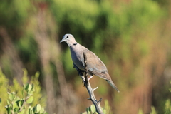 Streptopelia capicola