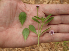 Phyla nodiflora nodiflora
