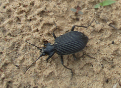 Calosoma planicolle