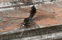 Leucorrhinia rubicunda