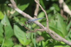Hemistigma albipunctum