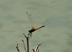 Trithemis pallidinervis