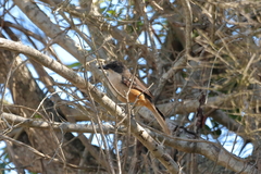 Laniarius ferrugineus