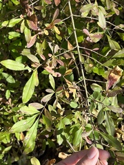 Ligustrum obtusifolium