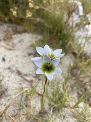 Ixia monadelpha