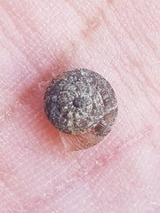 Microxeromagna lowei