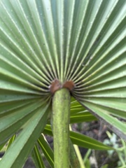 Coryphoideae