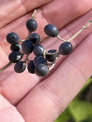 Ligustrum obtusifolium