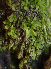 Syntrichia pagorum