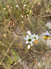 Ixia monadelpha