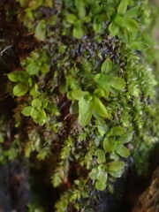 Syntrichia pagorum