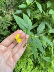 Aneilema aequinoctiale