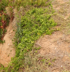 Cynanchum obtusifolium