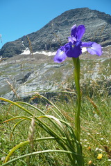 Iris latifolia
