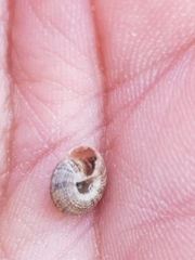 Microxeromagna lowei