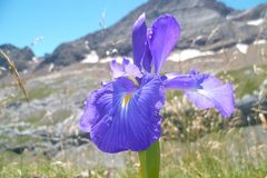 Iris latifolia