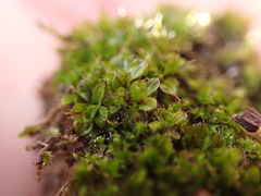 Syntrichia pagorum