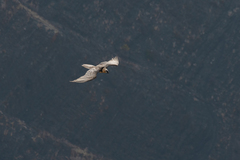 Gypaetus barbatus barbatus