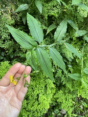 Aneilema aequinoctiale