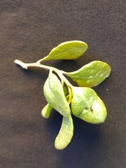 Helichrysum lanceolatum