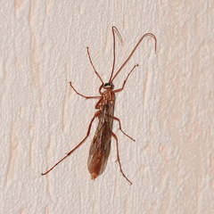 Ophion obscuratus