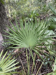 Coryphoideae