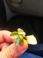 Helichrysum lanceolatum
