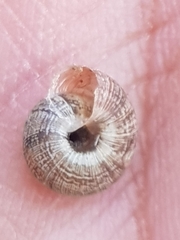 Microxeromagna lowei