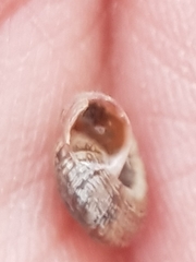 Microxeromagna lowei