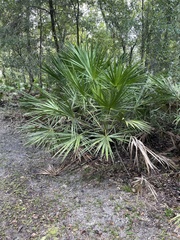 Coryphoideae