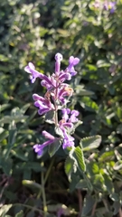 Nepeta racemosa