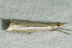 Raphiptera argillaceellus