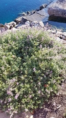 Nepeta racemosa