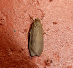 Dolgoma angulifera