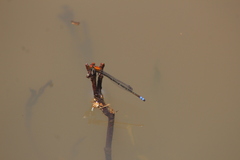 Pseudagrion massaicum