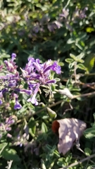 Nepeta racemosa