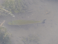 Micropterus