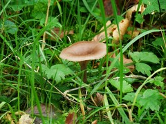 Pseudoclitocybe