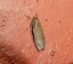 Dolgoma angulifera