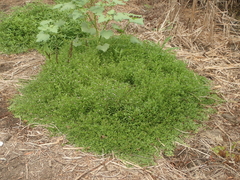 Phyla nodiflora nodiflora