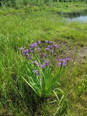 Iris setosa