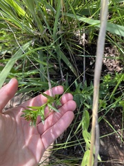 Acalypha villicaulis