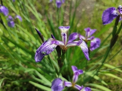 Iris setosa
