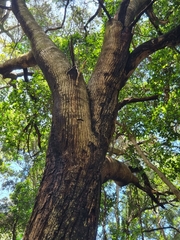 Olea capensis enervis