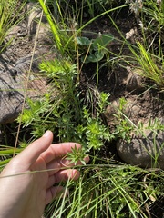 Acalypha villicaulis