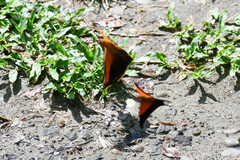 Marpesia furcula